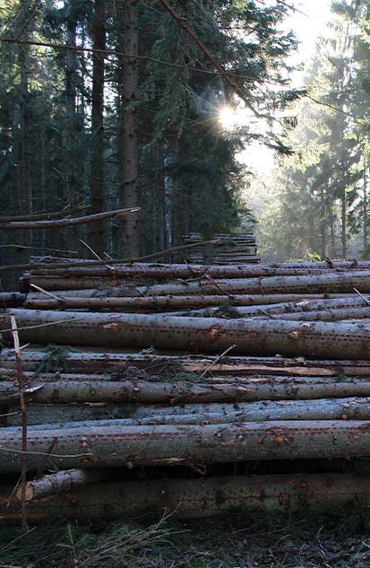 background wood